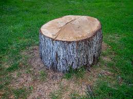 Best Root Management and Removal  in Punta Gorda, FL