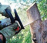 Best Tree Health Inspection  in Punta Gorda, FL
