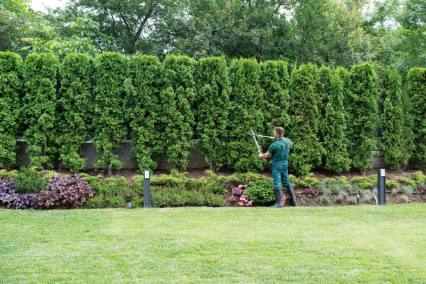 Lawn Renovation and Restoration in Punta Gorda, FL