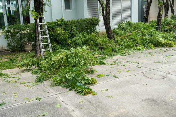Best Hazardous Tree Removal  in Punta Gorda, FL