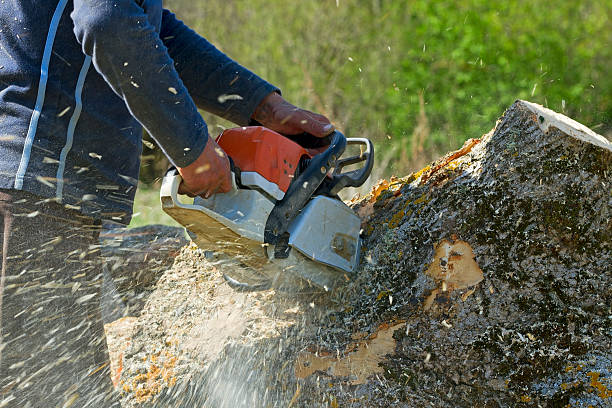 Best Pest Control for Lawns  in Punta Gorda, FL