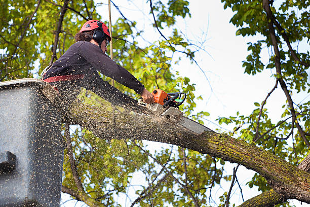 Best Tree Preservation Services  in Punta Gorda, FL